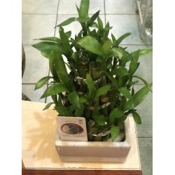 Bambu Şans Çiçeği
