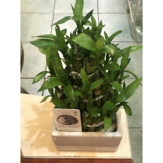 Bambu Şans Çiçeği