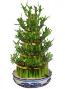 Bambu Şans Çiçeği