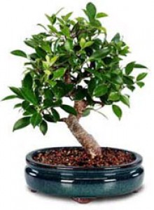 Bonsai