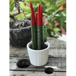 Sansevieria (Paşa Kılıcı) Kırmızı