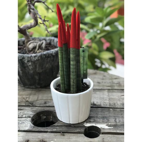 Sansevieria (Paşa Kılıcı) Kırmızı