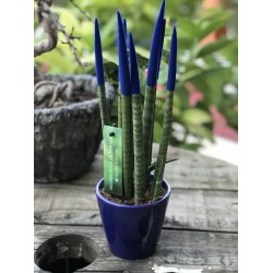 Sansevieria (Paşa Kılıcı) Lacivert