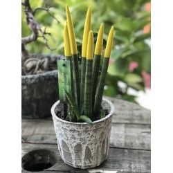 Sansevieria (Paşa Kılıcı) Sarı