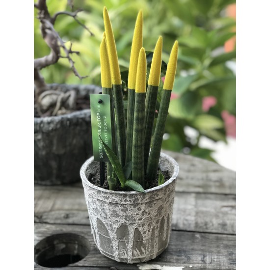 Sansevieria (Paşa Kılıcı) Sarı