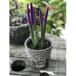Sansevieria (Paşa Kılıcı) Mor
