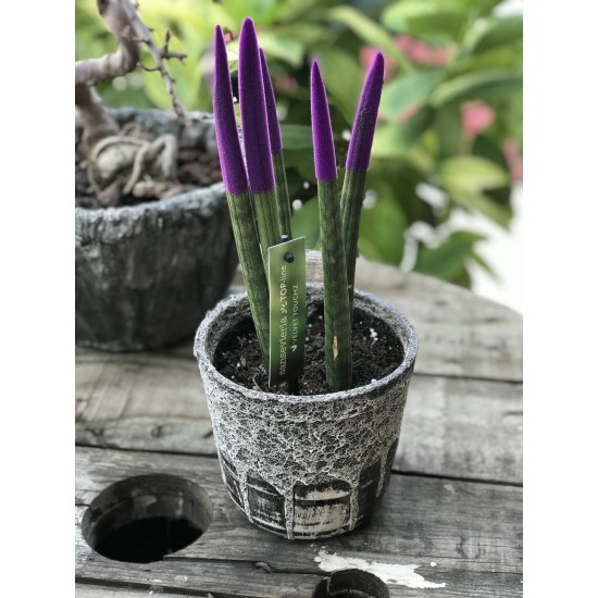 Sansevieria (Paşa Kılıcı) Mor