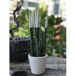 Sansevieria (Paşa Kılıcı) Beyaz