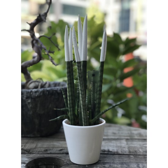 Sansevieria (Paşa Kılıcı) Beyaz