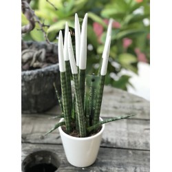Sansevieria (Paşa Kılıcı) Beyaz