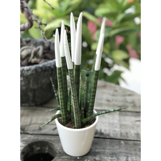 Sansevieria (Paşa Kılıcı) Beyaz