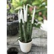 Sansevieria (Paşa Kılıcı) Beyaz