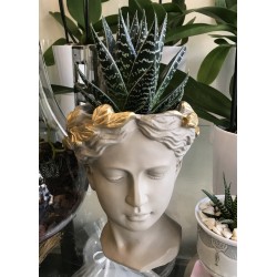 Succulent