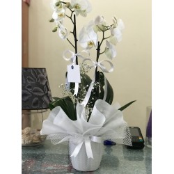 Çift Dallı Phalaenopsis Orkide