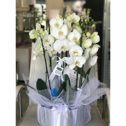 10 Dallı Orkideli Aranjman