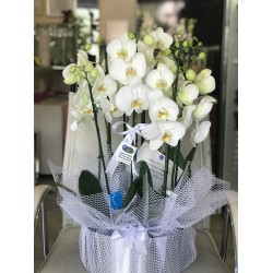 10 Dallı Orkideli Aranjman