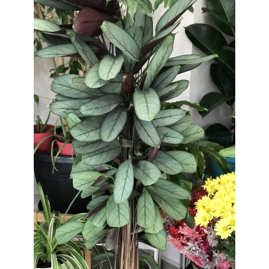 Kaletya (Calathea)