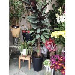 Kaletya (Calathea)