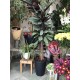 Kaletya (Calathea)