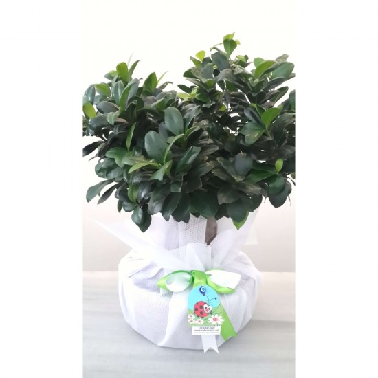 Bonsai Ficus Ginseng