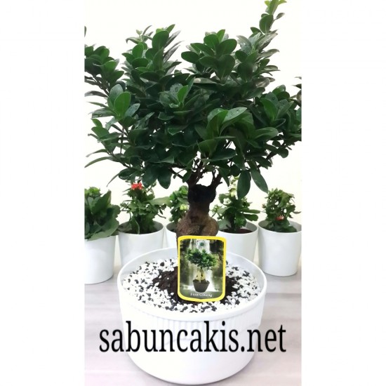 Bonsai Ficus Ginseng