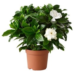 Gardenya