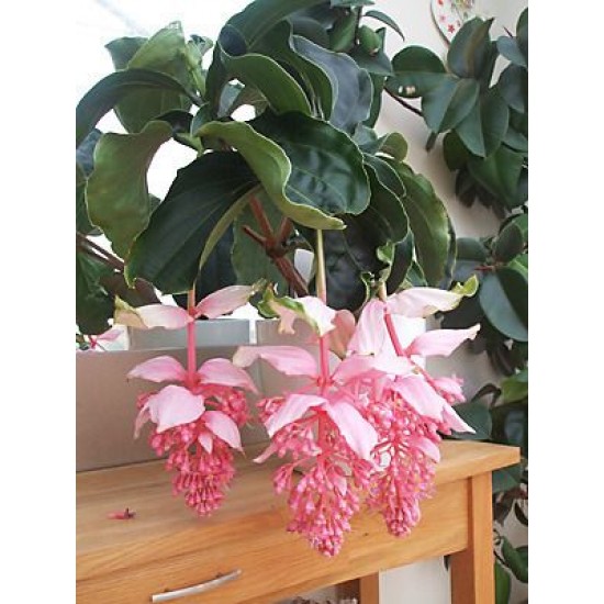 Medinilla Magnifica (Medine Gülü)