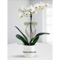 Phalaenopsis Orkide