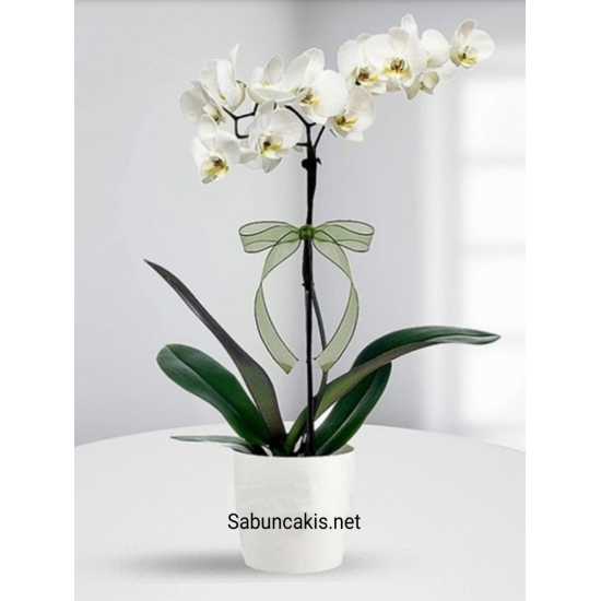 Phalaenopsis Orkide