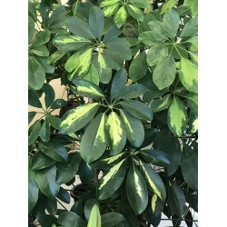 Şeflera (Schefflera)