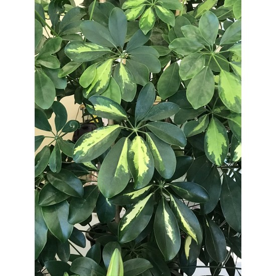 Şeflera (Schefflera)