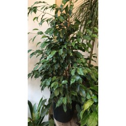 Benjamin Ficus