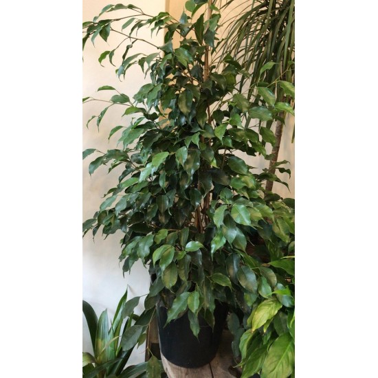 Benjamin Ficus