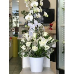 Beyaz Orkide, Lilyum, Gül