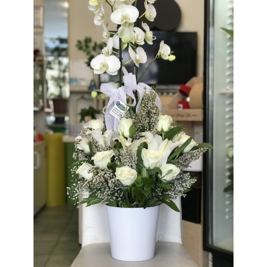 Beyaz Orkide, Lilyum, Gül