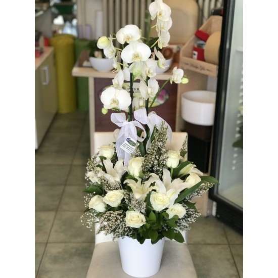 Beyaz Orkide, Lilyum, Gül