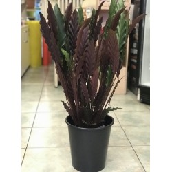 Calathea Elgergrass