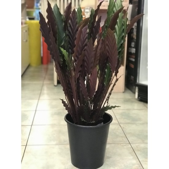 Calathea Elgergrass