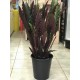 Calathea Elgergrass
