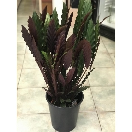 Calathea Elgergrass