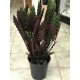 Calathea Elgergrass