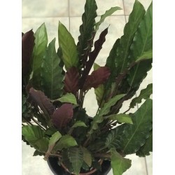 Calathea Elgergrass
