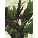 Calathea Elgergrass