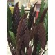 Calathea Elgergrass