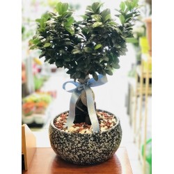 Bonsai