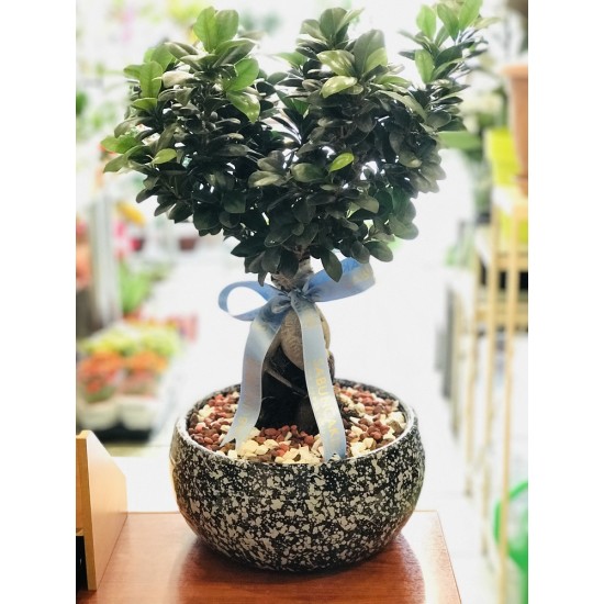 Bonsai