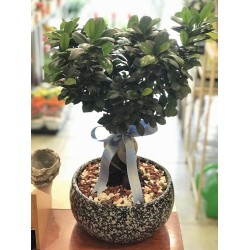 Bonsai