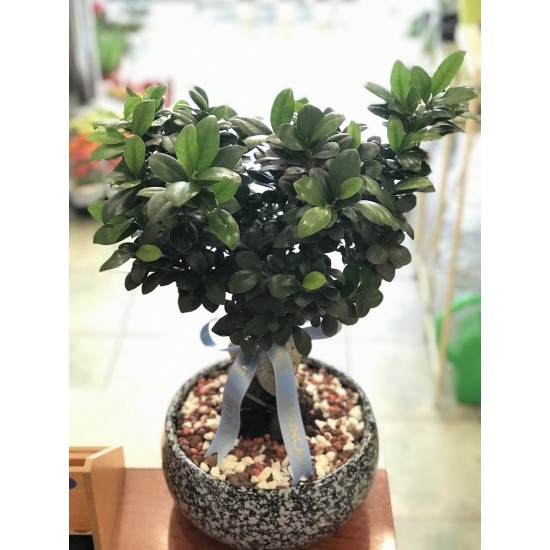 Bonsai