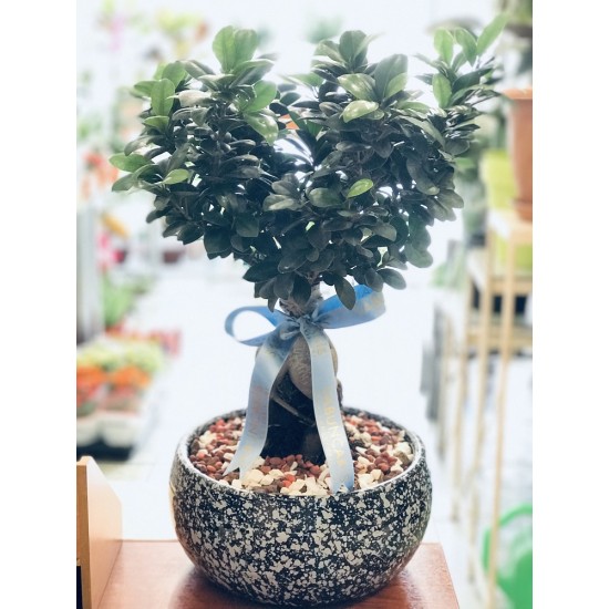 Bonsai