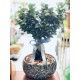 Bonsai
